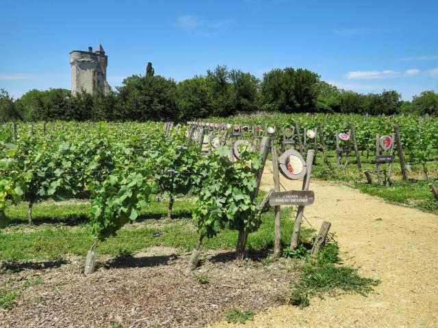 Les Treilles de la Reine Blanche vineyard collection