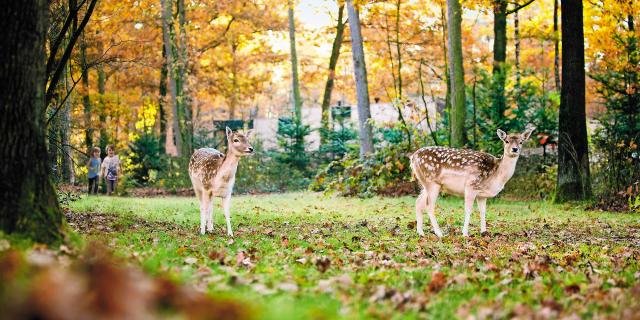 Daims du Center Parcs le Bois aux Daims