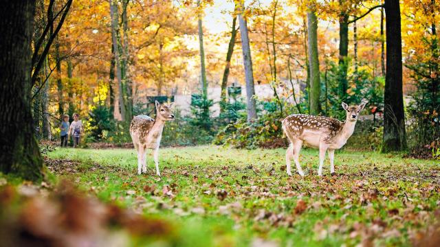 Daims du Center Parcs le Bois aux Daims