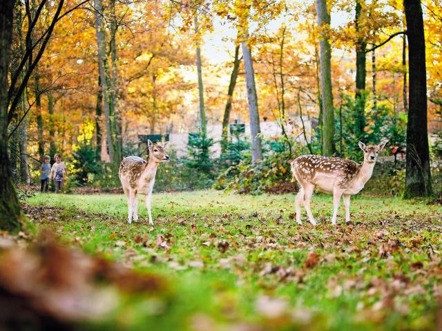 Daims du Center Parcs le Bois aux Daims