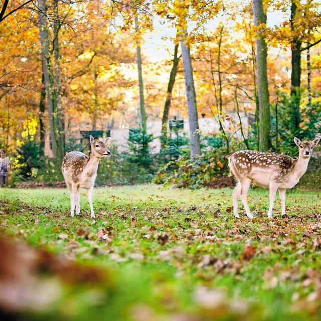 Daims du Center Parcs le Bois aux Daims