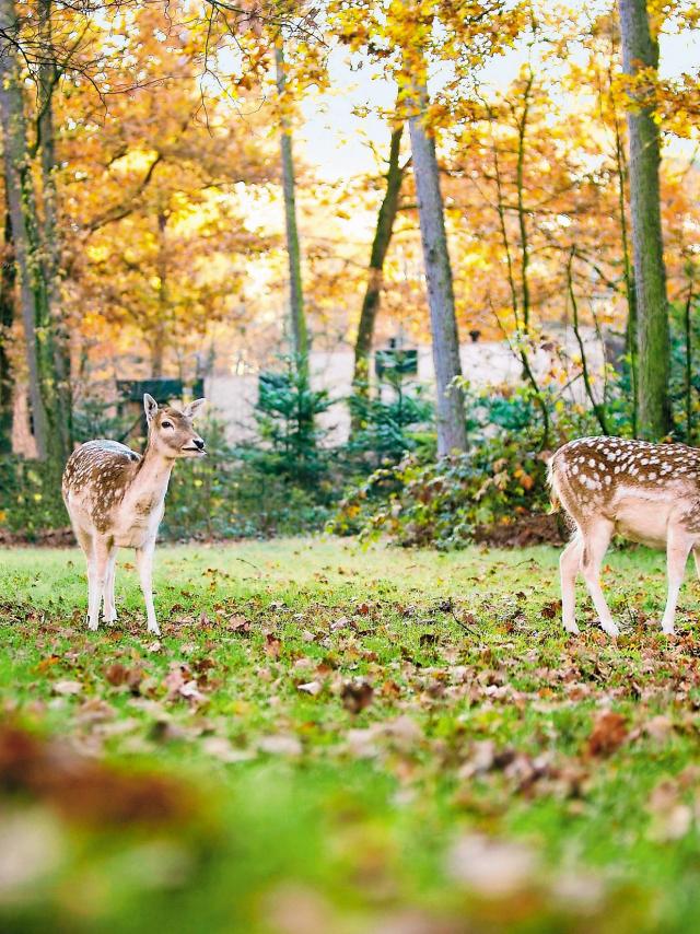 Daims du Center Parcs le Bois aux Daims