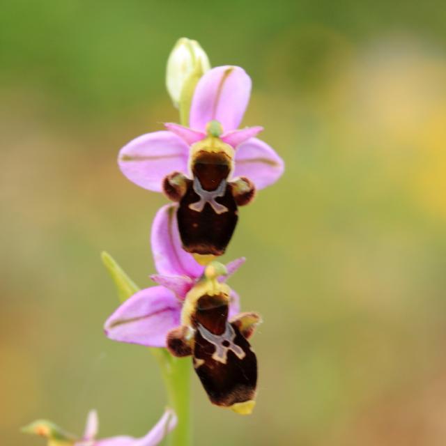 Wild orchids