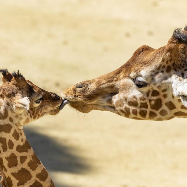 Girafe Camelopardi ©Bioparc