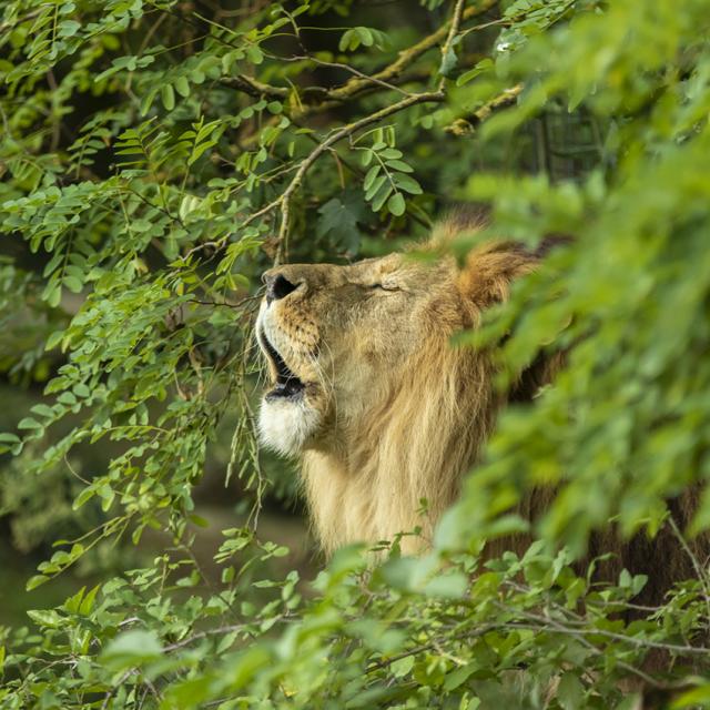 Lion © Bioparc P.chabot