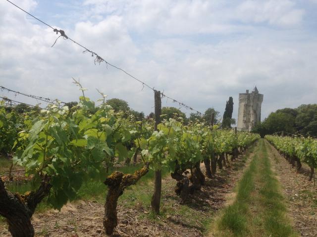 Circuit Des Vignobles (1)