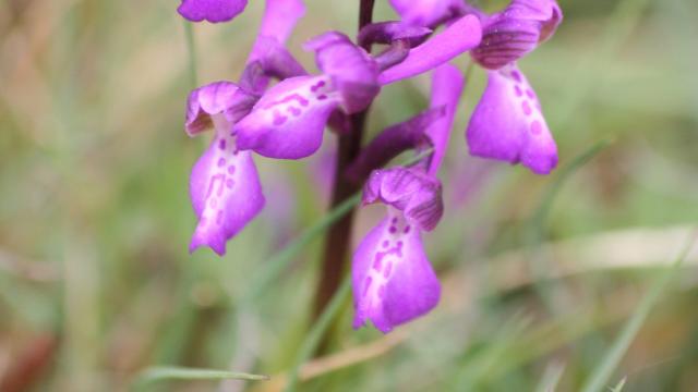 Sente Divine Orchidée En Mai