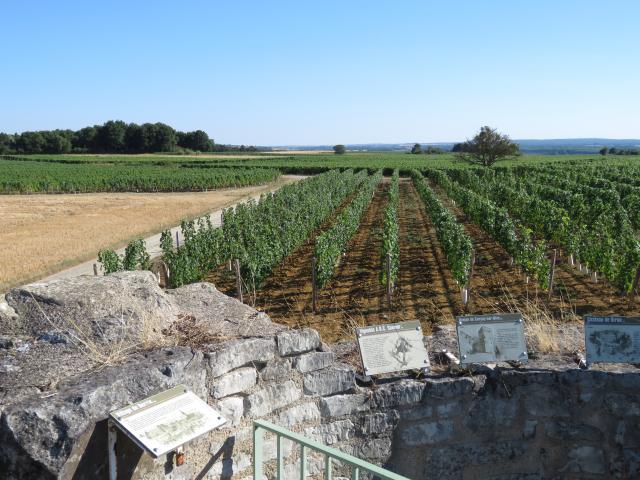 Vue Du Vignoble Depuis L'ancien Moulin à Vent De Pouant