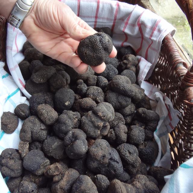 Truffes Ternay