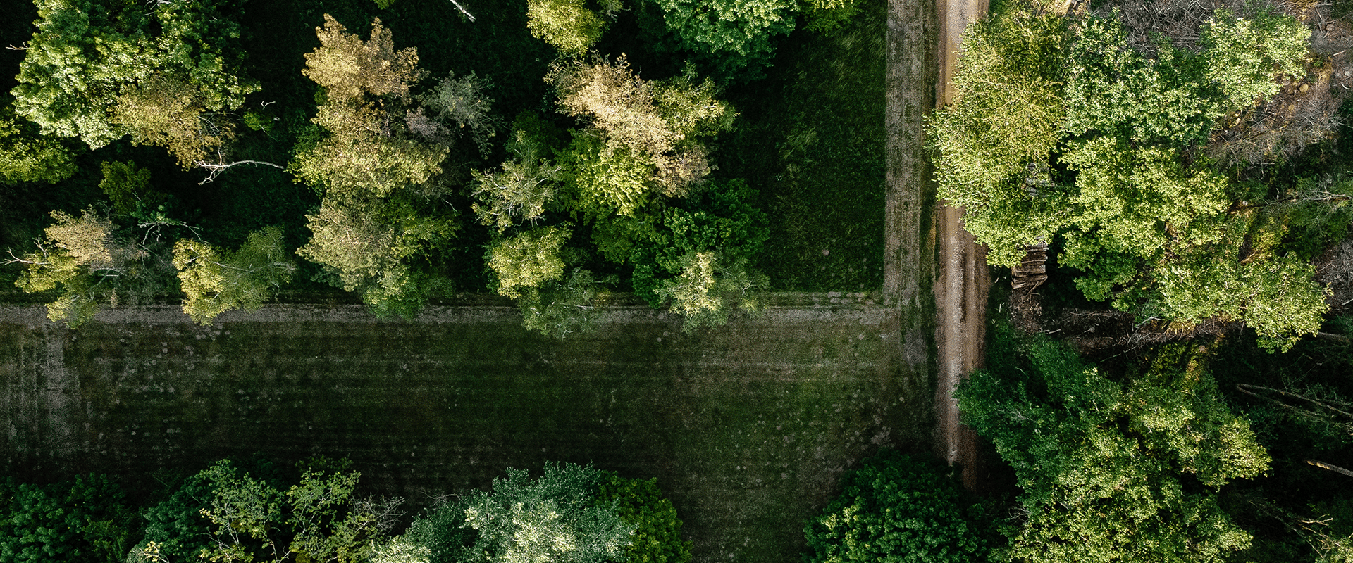 Vue drone du dessus de la fôret