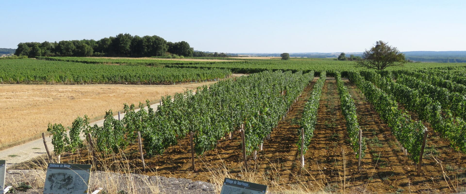La Route du vignoble ©CCPL