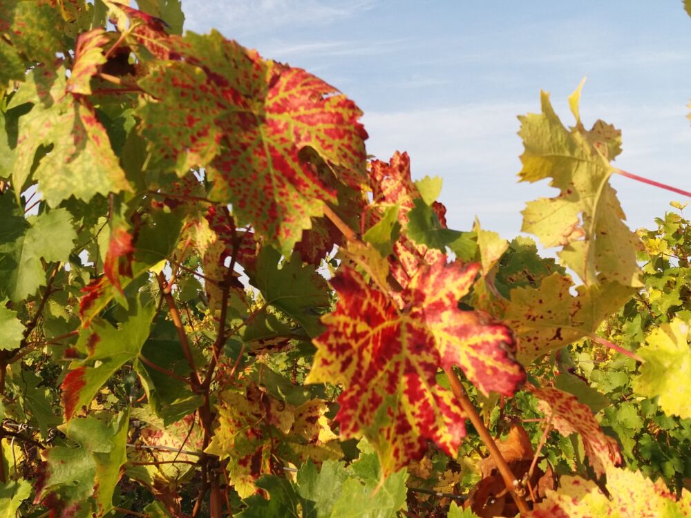 05-Vallet S Père & Fils - St-Léger-de-Montbrillais - 2020