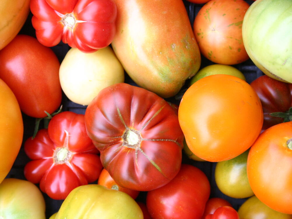 jardin pédagogique.JPG_1