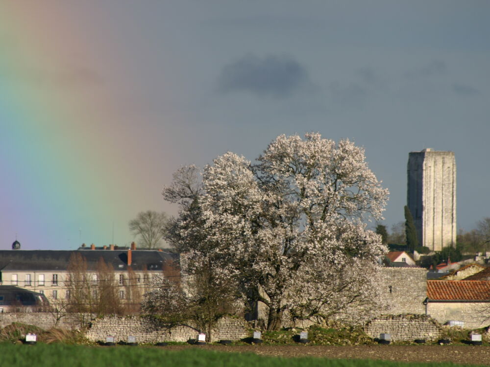 amandier, arbre arc-en-ciel.JPG_1