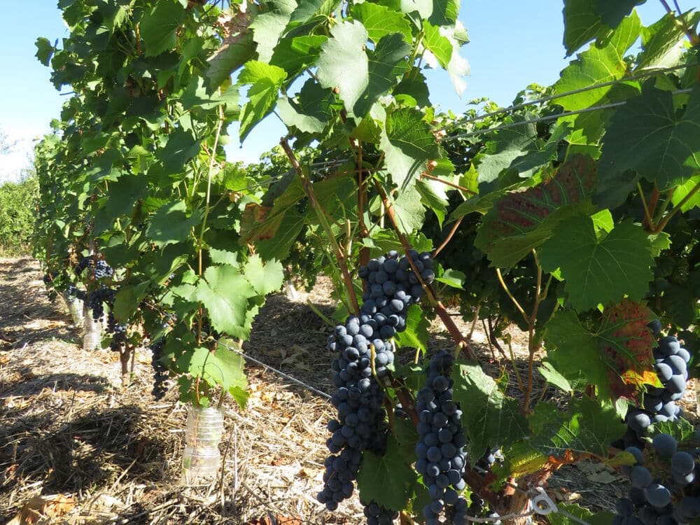 vigne.JPG_1