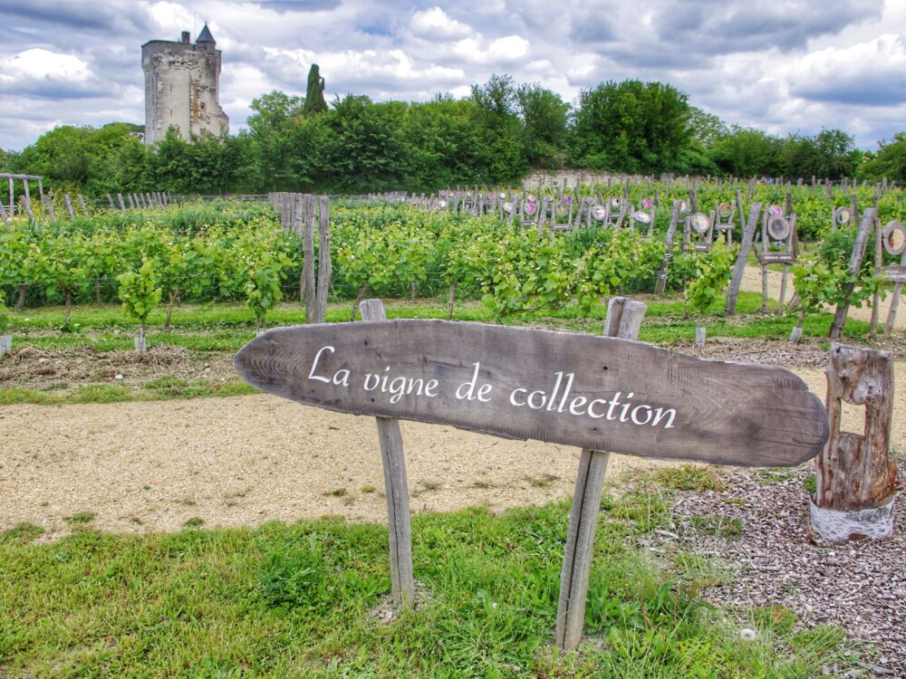 Treilles de la Reine Blanche (2).jpeg_4