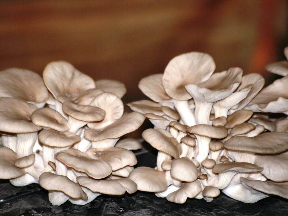 Bouquets Pleurotes.JPG_1