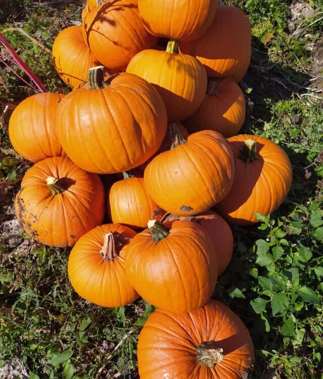 Atelier citrouilles Nouere