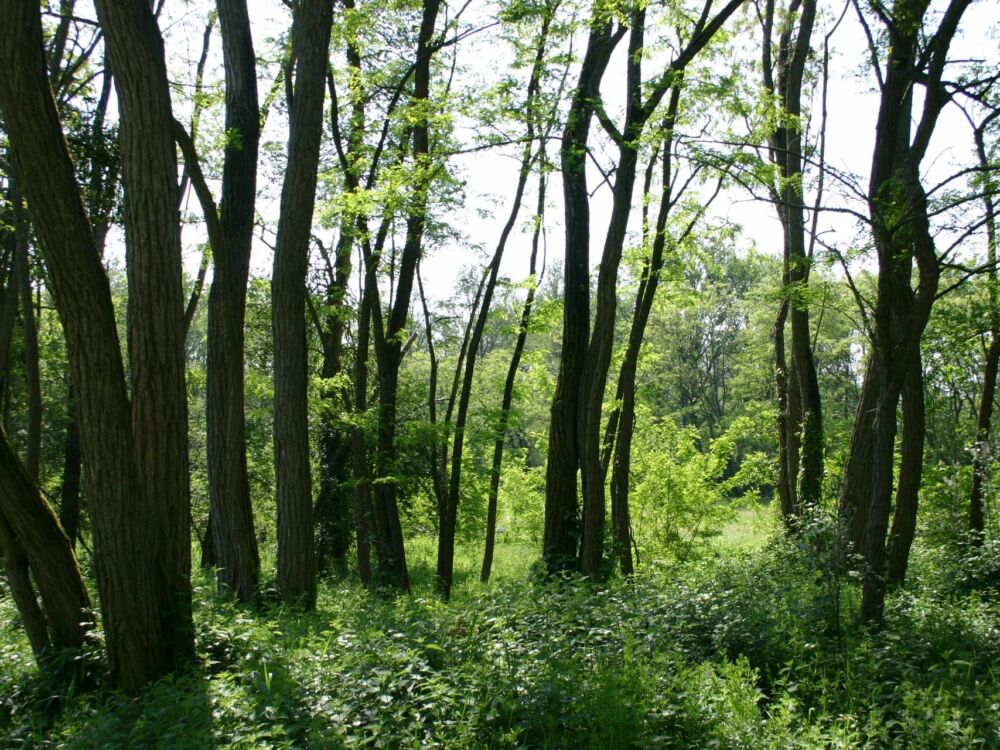 Foret de Scévolles 1