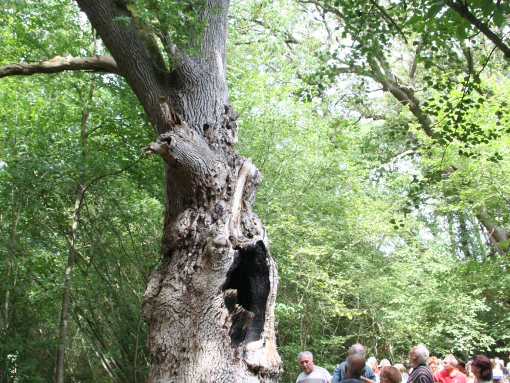 RASLAY Chêne_Rasley (24)