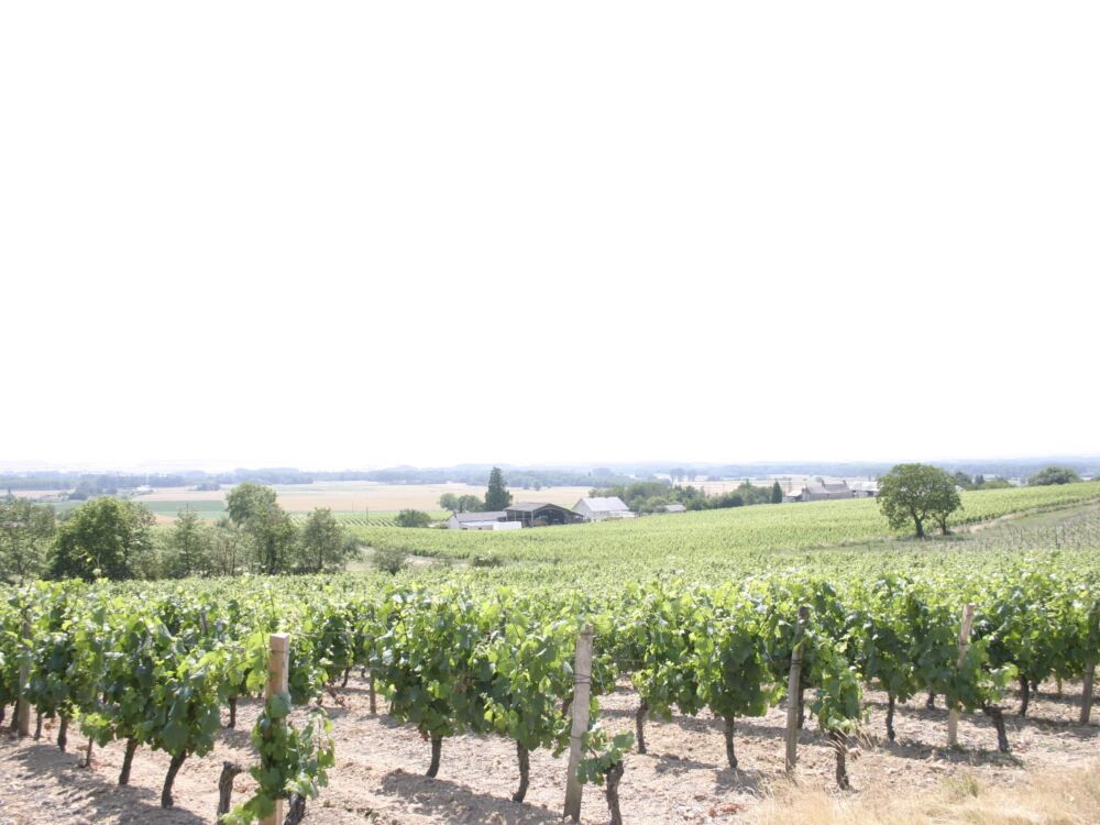 Sentier des grands chênes